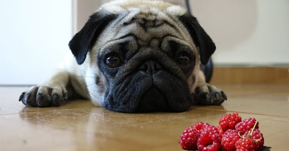 Possible Dangers For Giving Raspberries To Dogs