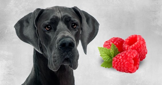 Why Are Raspberries Appropriate For Dogs