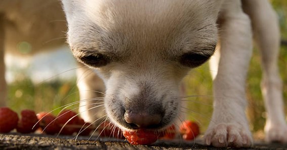 Can My Dog Eat Raspberries