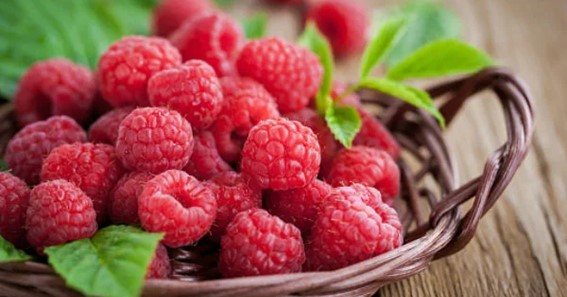 Nutritional Benefits Of Raspberries For Dogs