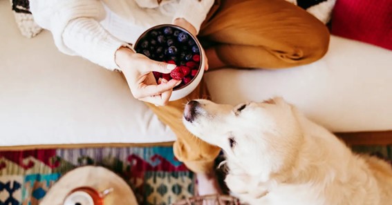 Why Are Raspberries Good For Dogs' Health