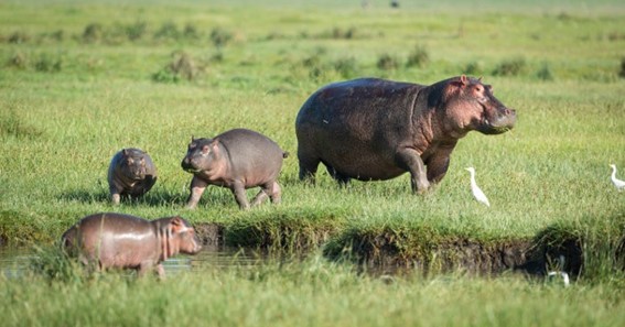 Why do some say hippos' milk is pink