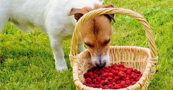 can dogs eat raspberry