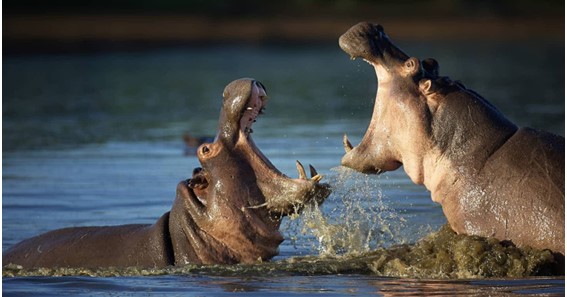 what colors are hippos