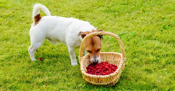 raspberry and dogs