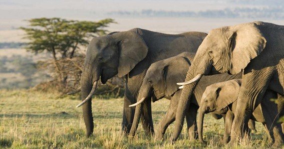 Facts About A Herd Of Elephants