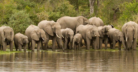 Importance Of Family In Elephant Herds