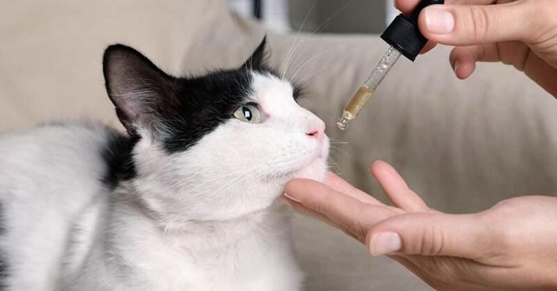 feline cbd3A navigating the market to discover the finest oil for your cat