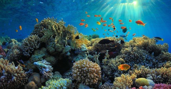 what is the best diving spot in the world