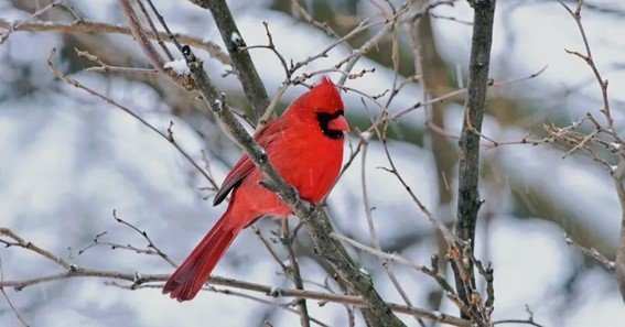 when god sends a cardinal