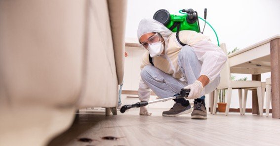 DIY vs. Professional Exterminator Pest Control: Which Is Right for You