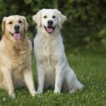 Golden Retrievers and White Labs: Top Tips for Raising Your New Puppy