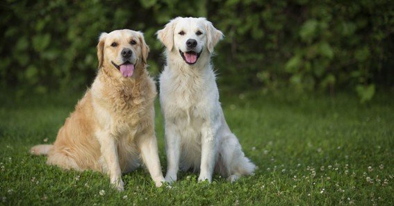 Golden Retrievers and White Labs: Top Tips for Raising Your New Puppy