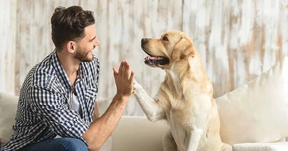 Opening Your Heart: Embracing the Rewarding Path of Dog Adoption