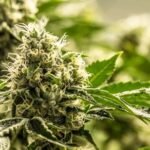 Tips for Buying a Premium Cannabis Flower on a Budget