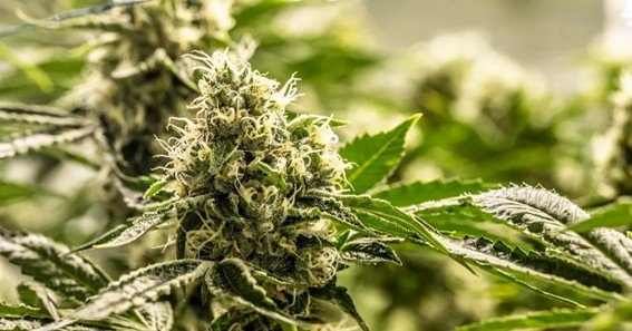 Tips for Buying a Premium Cannabis Flower on a Budget