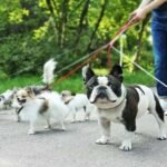 Avoiding Legal Pitfalls The Importance of Public Liability Insurance for Dog Walkers