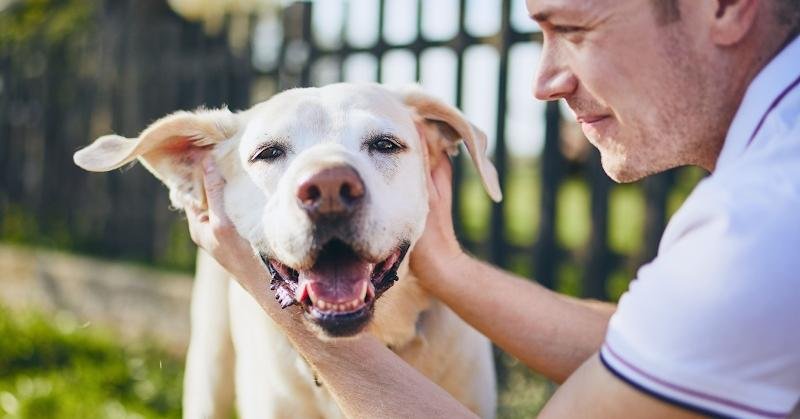 preventing dog escapes with containment collars