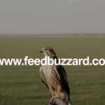 FeedBuzzard.com: Your Ultimate Hub for Trending News