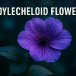 Boylecheloid: Mystery Flower or Internet Myth?
