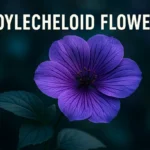 Boylecheloid Flower: Myth, Meaning & What We Really Know